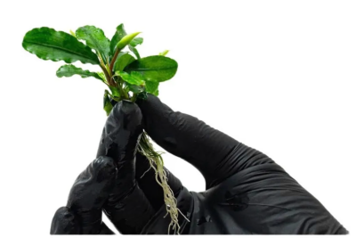 Буцефаландра Зеленая Волнистая, шт